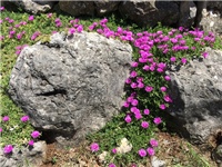 35061259-20160529 delosperma.jpg